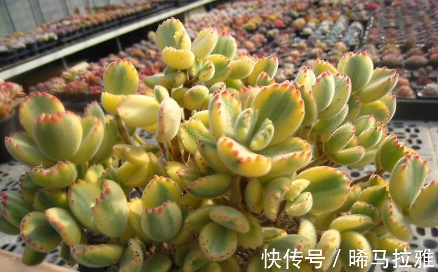 多肉白熊看起来养护难度颇高,但只要掌握方法,新手也可将它养好