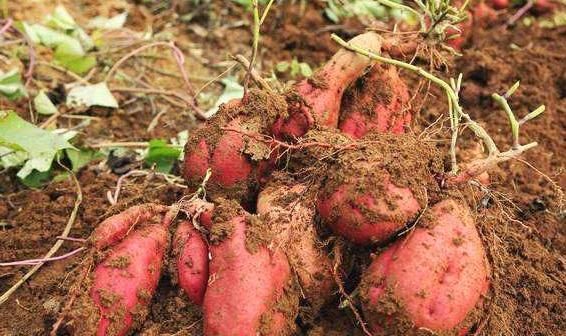 玉米粥|红薯加此物一起吃，失眠质量好了，大肚子没了，可以试试！