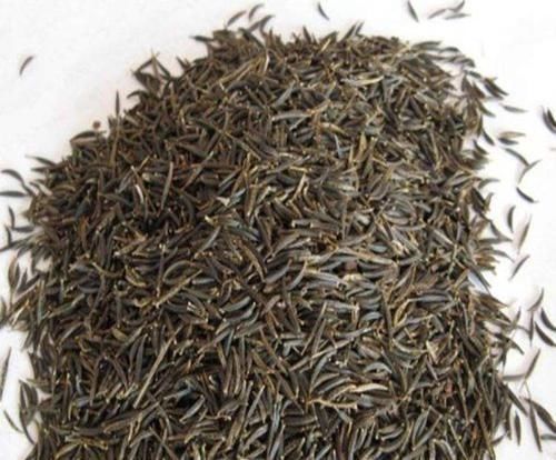 绿化带看见开败的花,随手捡了一整兜小种子,回家种出一片花海