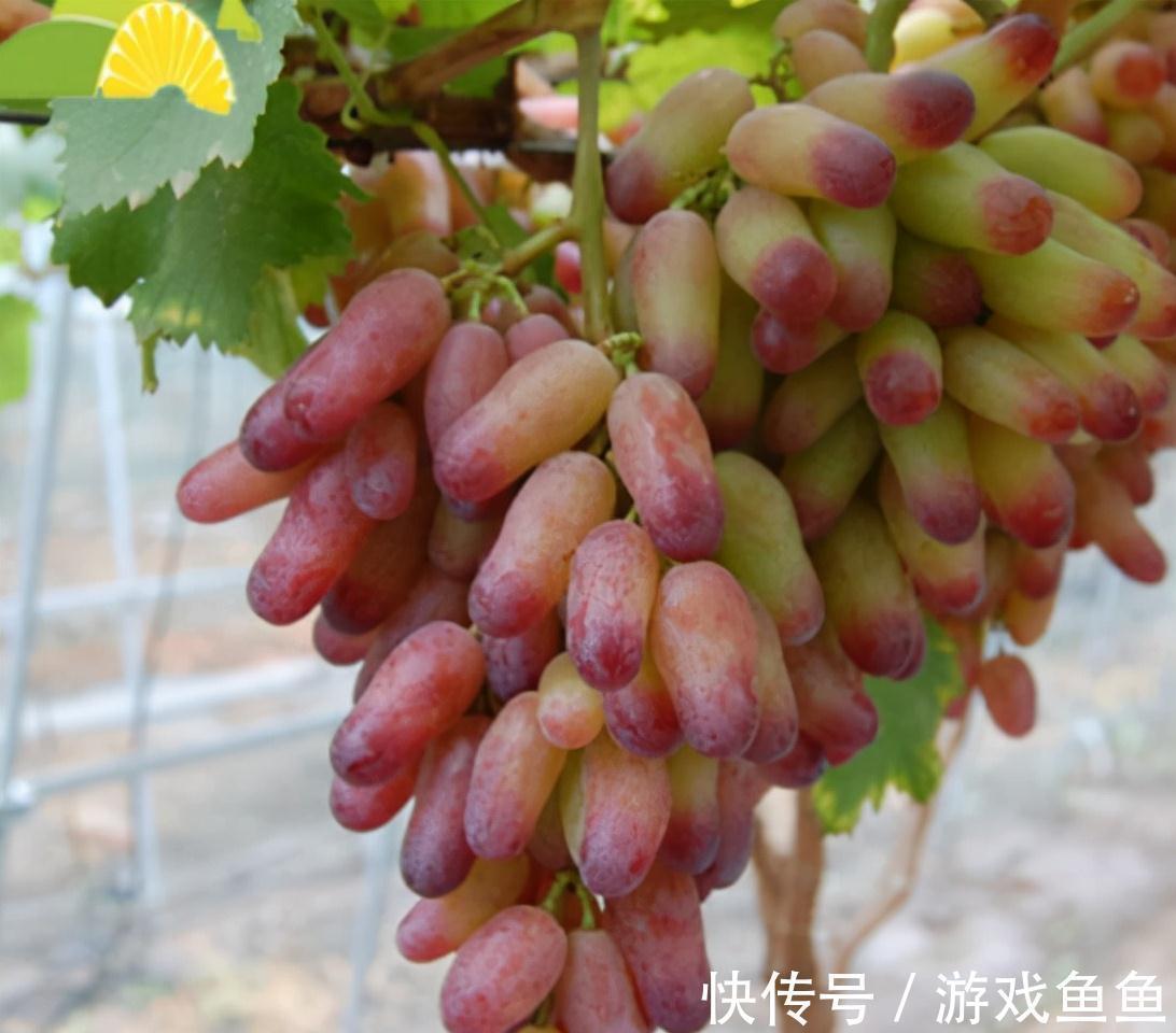 衰老|人到中年,多吃好的食物,排毒消脂,延缓衰老,更显气色好