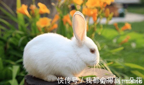 属兔人|农历哪几个月出生的属兔人，天生旺人旺己，贵人多助，财富不缺