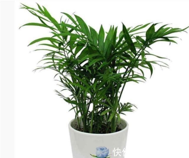 栽培|养花一定要用腐殖土壤栽培吗?不一定,看植物根系