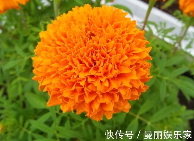 万寿菊|夏天养几盆这些花,蚊子最讨厌,好看香气浓郁,还能驱蚊