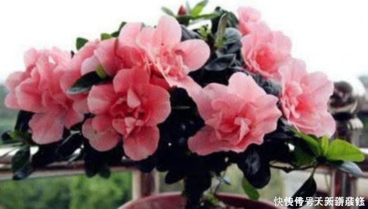 马蹄莲|家养5种花，开花爆盆花期长，花大色艳真漂亮，谁养谁上瘾