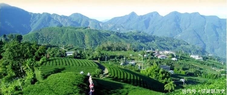 香型铁观音|带你认识中国传统名茶:铁观音