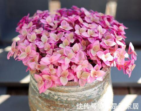 阳台上|从8月15日开始,家养此款花卉,芳香四溢,养在家中香飘满屋