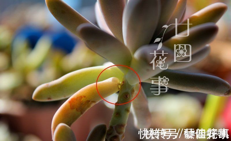 变群生|多肉一直独杆单头?6个小方法,轻松长满侧芽,独苗爆头变群生