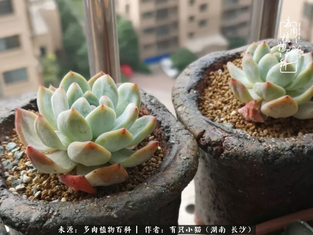 经历一个夏天的摧残，方知皮实好养的多肉才是真爱！