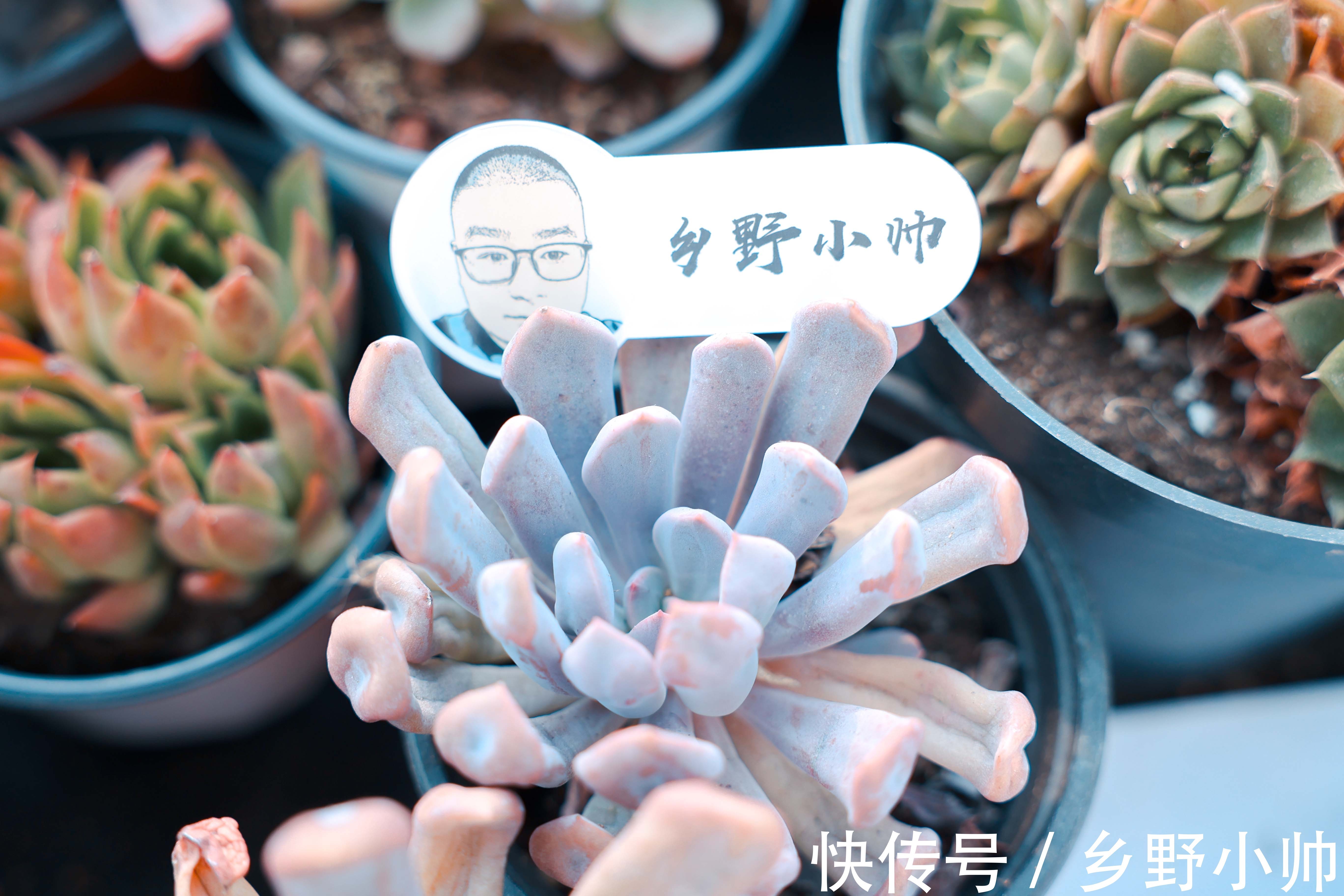 黛比多肉|黛比、丘比特，两种长得类似双胞胎的两种多肉，这样养护更漂亮