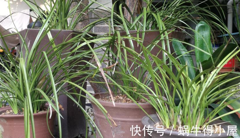 遮阳网|夏季,搁阳台盆栽兰花,切记:侍弄好这3点,养护简单