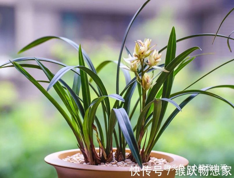 新手养兰花,4个误区别犯,不然好心办坏事,等着收空盆