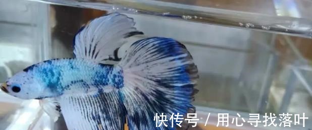 鱼缸|斗鱼换水的正确方法！