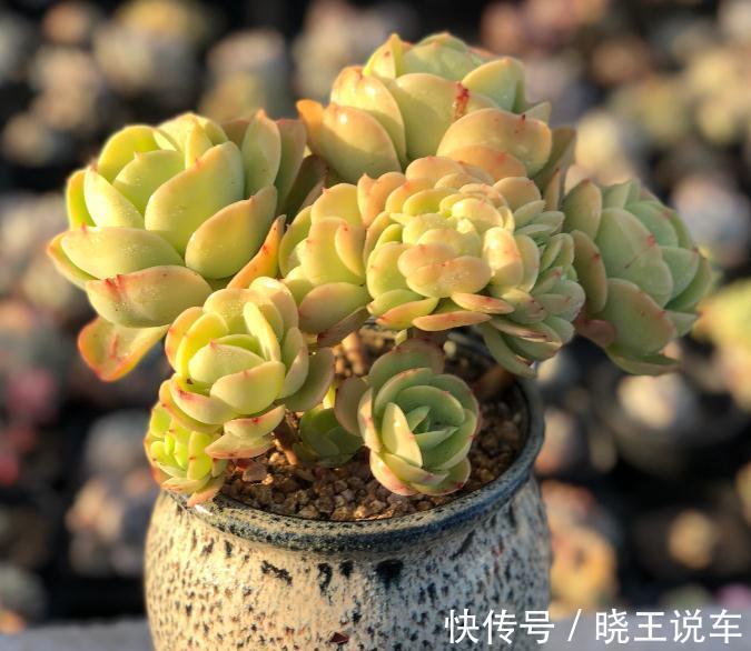 好看好养,度夏无忧,能够养出自信的十款多肉植物推荐