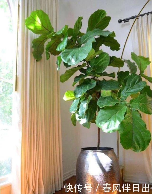 植株|聪明人客厅养花,首选“6种”盆栽,好养好看,家人身体越来越好