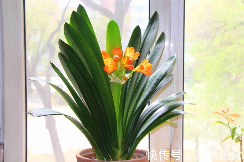 老花匠都“养不好”6种花,新手慎买!刚买来烂根黄叶、掉花苞