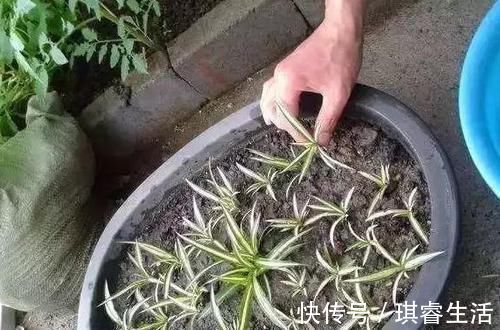 养吊兰，每个月放3粒“它”，一点黄叶也没了，谁见了都说：美