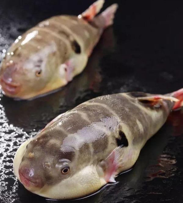 最常见的50种食用鱼,别再说你不认识,好好看看,你认识几种