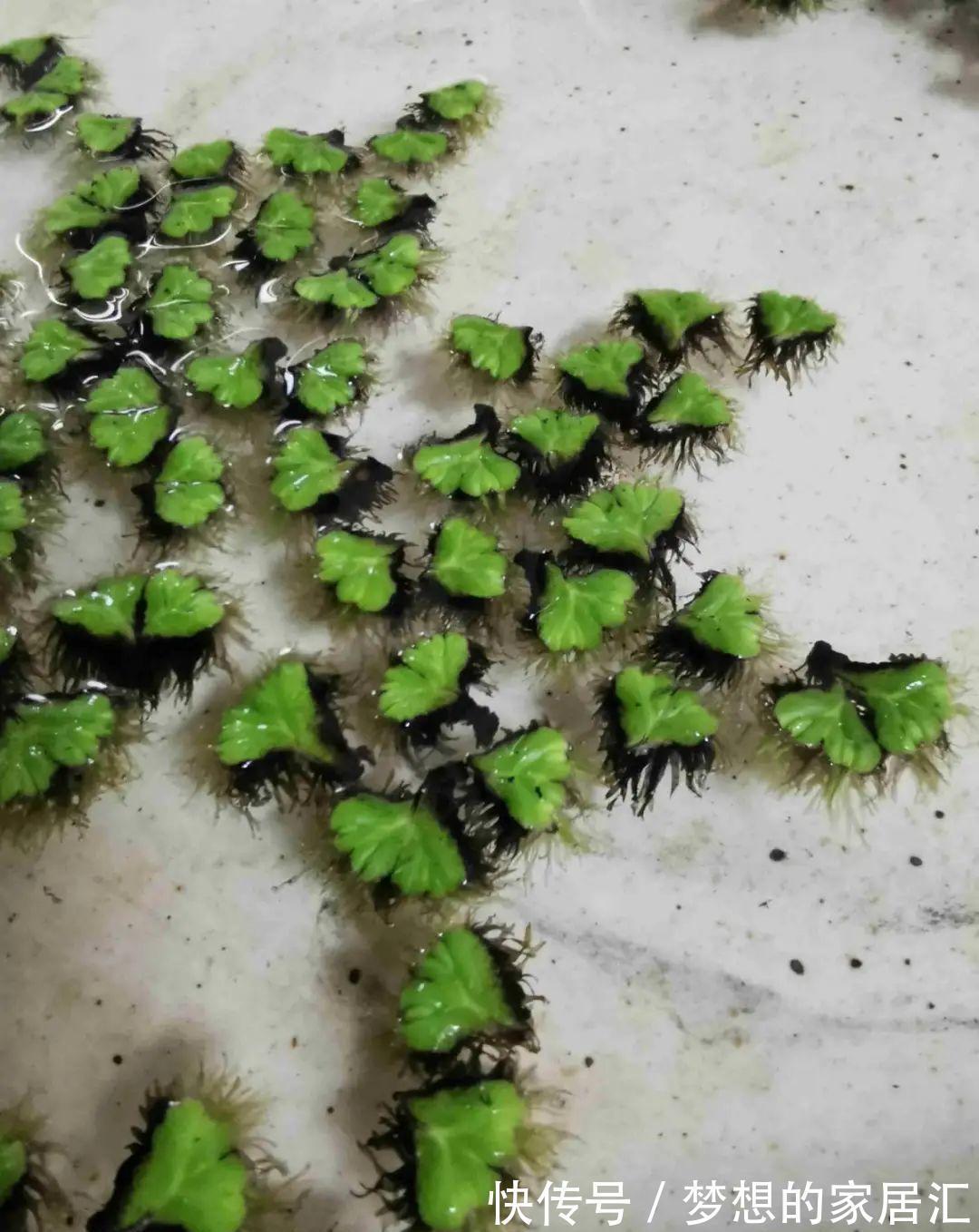 10种花太能喝水,一天一瓢水,7天爆满缸