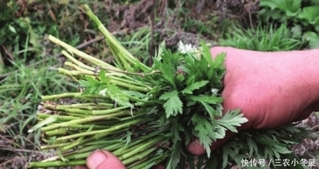 野果类|遇见“它”,请您少摘点,因为价值珍贵,且用处大