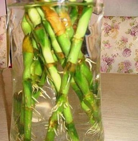 什么黄豆水、淘米水都不如“它”，10天浇一次，叶绿、花旺