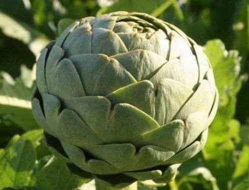 洋葡酸|女性到了中年,多吃几种食物,疏通血管,保护肠胃,增强抵抗力