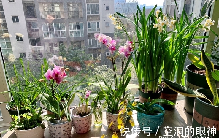 沾水就会黄叶、烂花苞的8种花,空气再干也别“喷水”