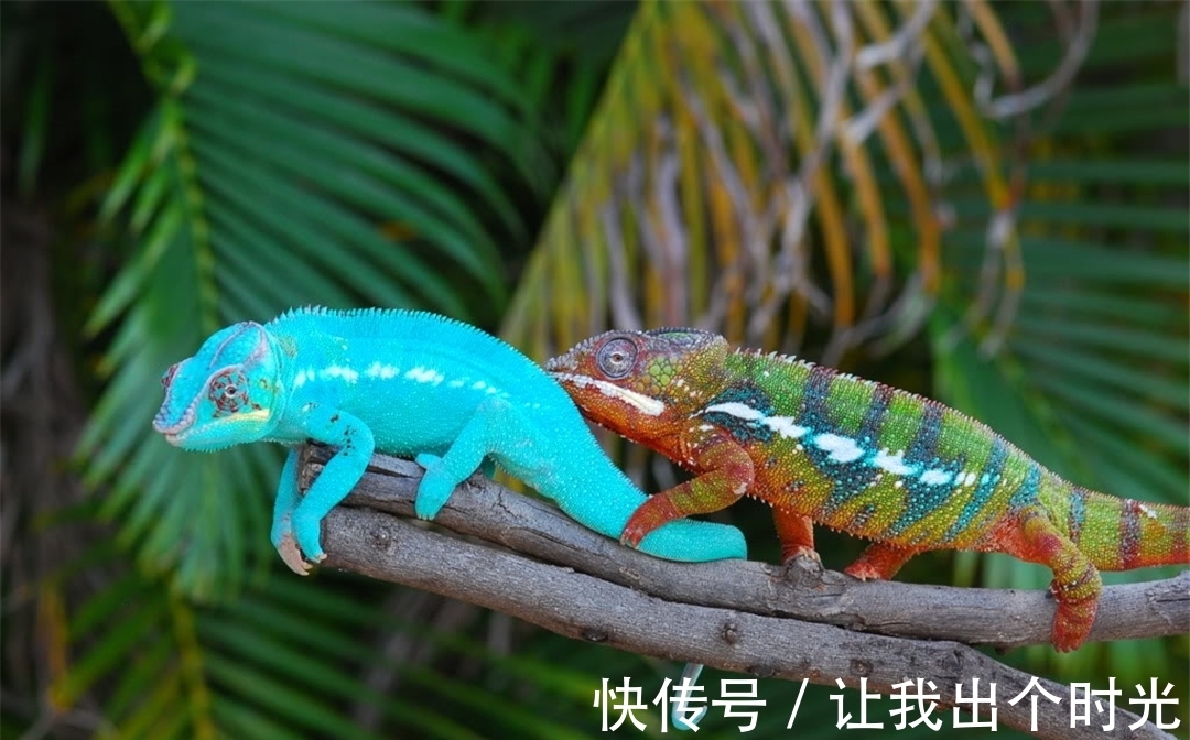 纳米晶体|变色不是为了“伪装”?而是交流和控制体温,动画片都是骗人的