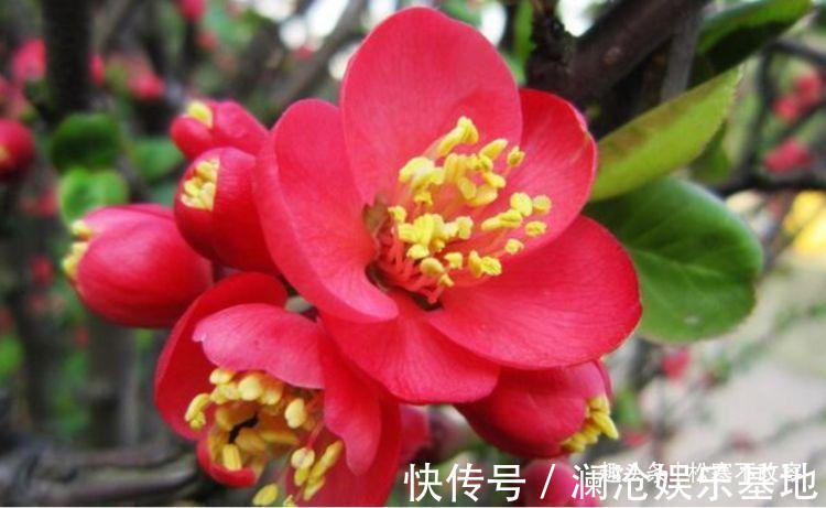 漂亮|几种花好养又漂亮，花朵大花期长，漂亮还能净化空气，高端上档次