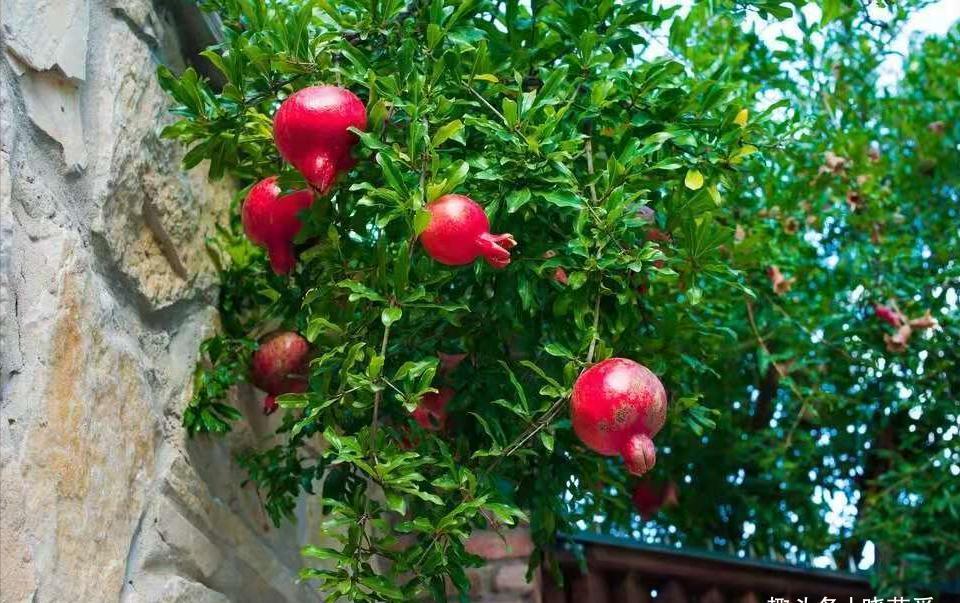 院子里适合种7种“镇宅树”,随便种一棵,“旺财添福”更旺家