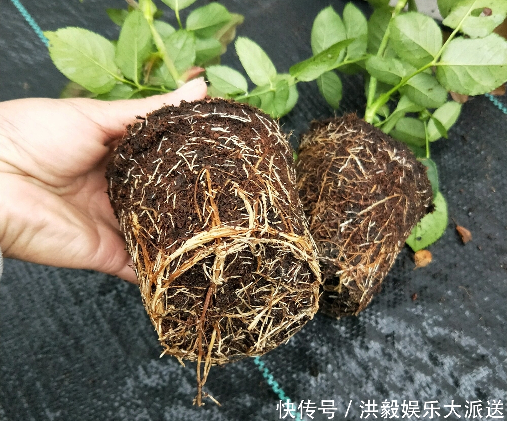 盲芽|月季扦插的弱苗怎样养壮实营养是关键,光照不能少,养根是基本