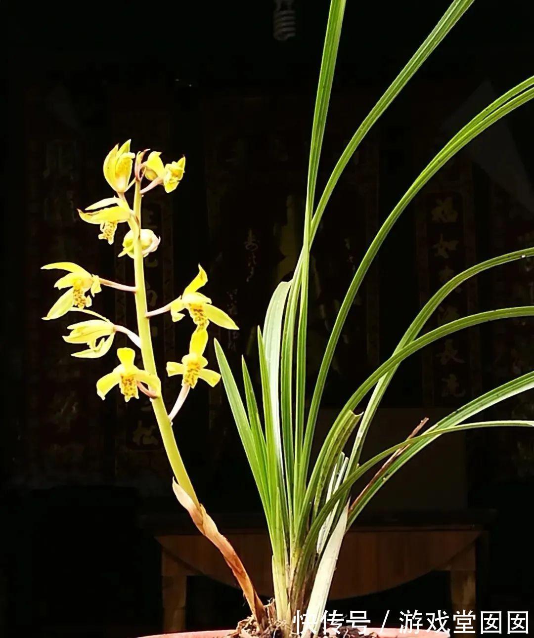 兰花春化的技巧，谨防花苞在冬眠期复苏，新手兰友想做却不敢做