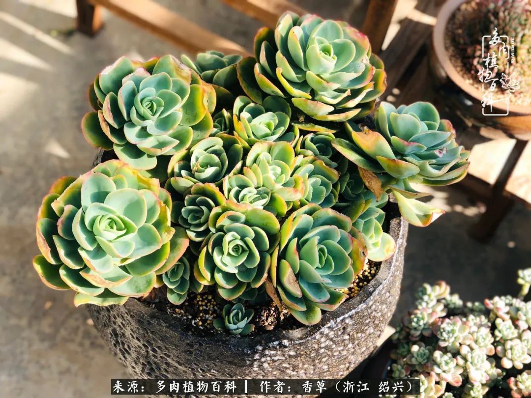 阳台上的一亩三分地，我愿与你一起，与时光媲美！