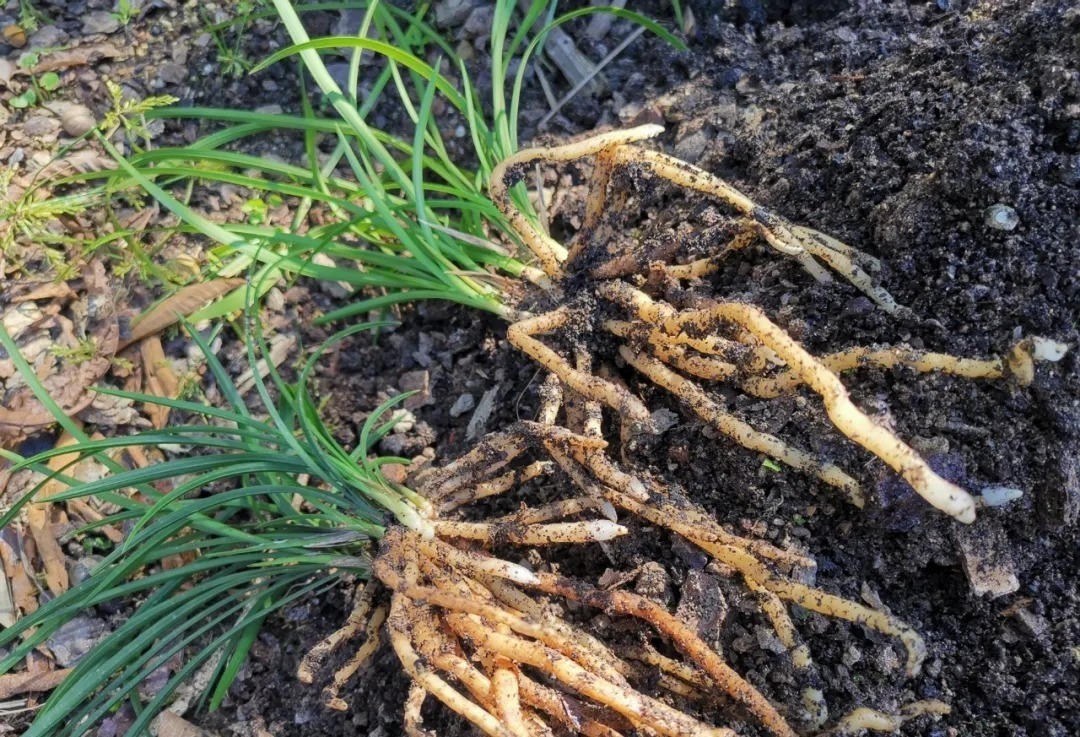 兰友|买回来的兰花,种植前只需要注意这几个细节,很容易就能成活