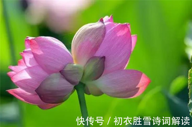并蒂|并蒂莲花诗词七首赏读:露湿红芳双朵重,并蒂芙蓉本自双