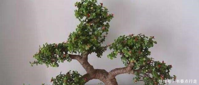 小苗|家里养金枝玉叶,几件“小事”做好了,小苗快速变老桩,枝繁叶茂