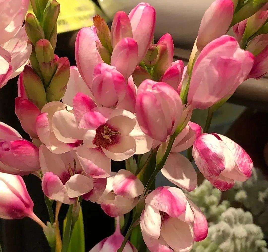 秋天|秋天必养的11种花,冬天特别耐寒,南北方都能养