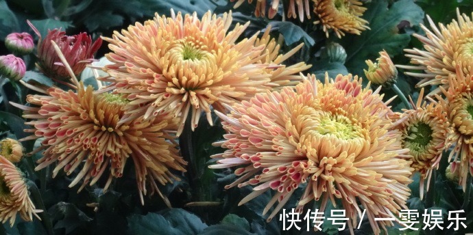 名菊|喜欢菊花,不如养盆“珍品名菊”蜡菊,花型大气,素雅耐看!