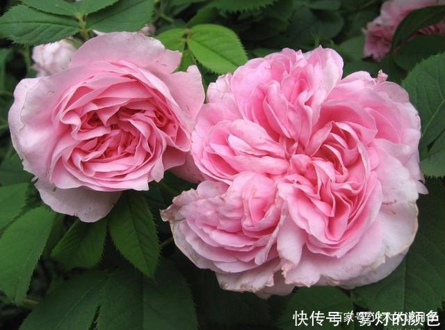 20款古老月季。数百年唯美传承,个个经典又抗病。远胜现代月季