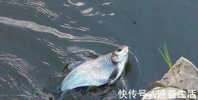 钓友|跟着高手去钓鱼，一样的鱼竿，一样的鱼饵，我怎么就空军？