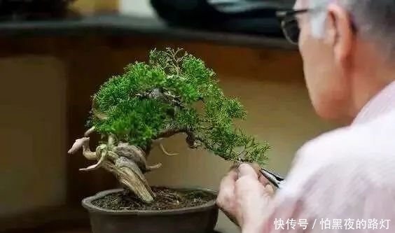 熟知雀梅习性后,临摹盆景设计案例,咱们的盆景作品指日可待!