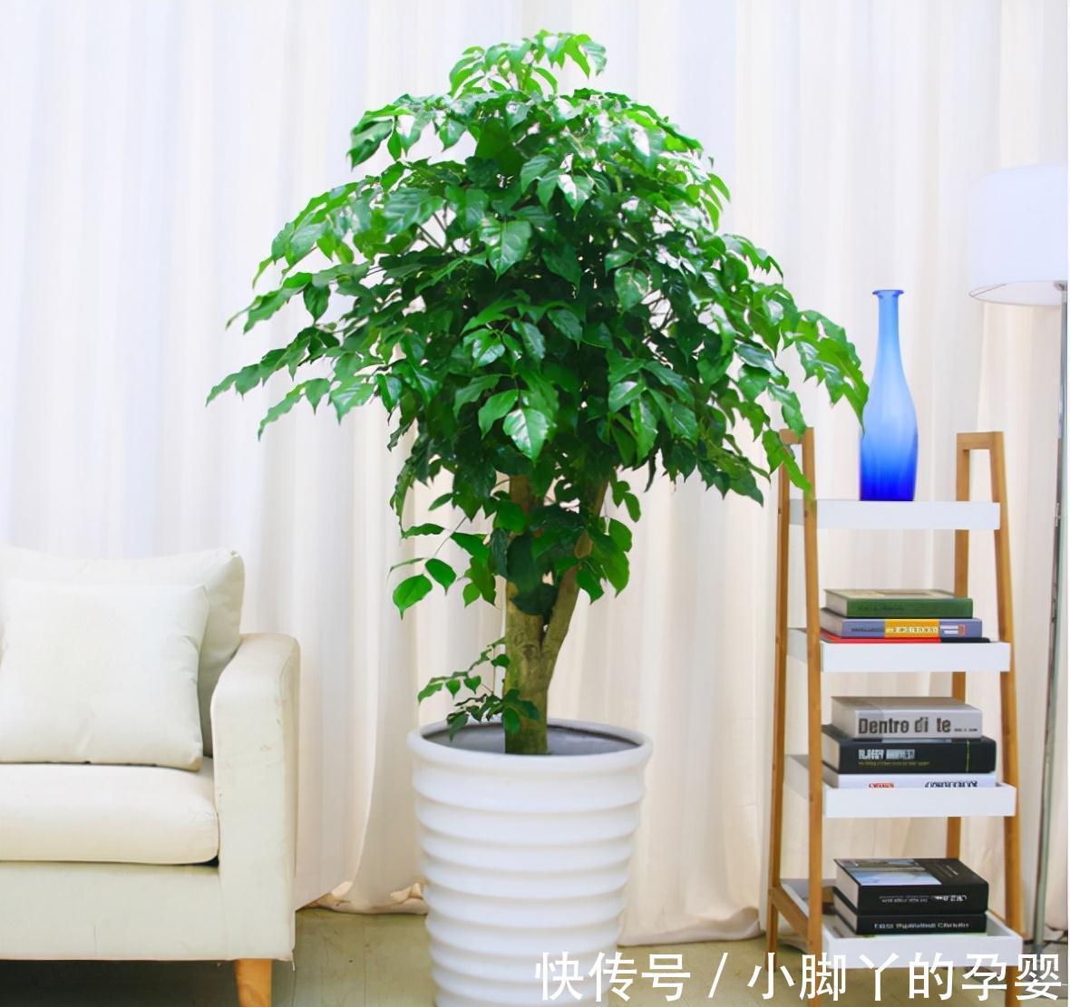 客厅见树,家兴人旺!6种吉利树,好养寓意好,还能养身体