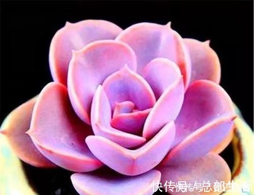 10款紫色系多肉,每一款都浪漫好养,养一盆“紫气东来”!