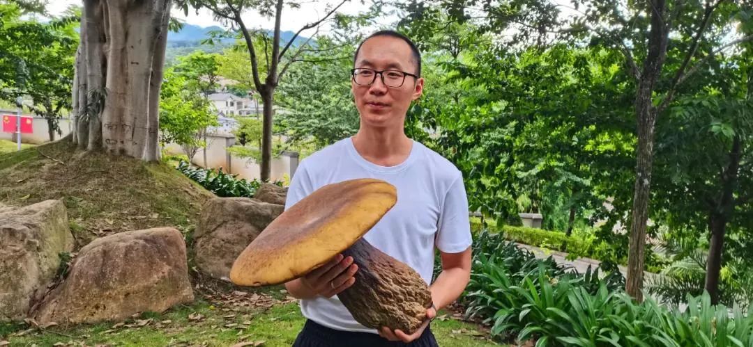 牛肝菌|奇了！还是那个公安局！又双叒长出一朵巨型牛肝菌 ，重4.2公斤