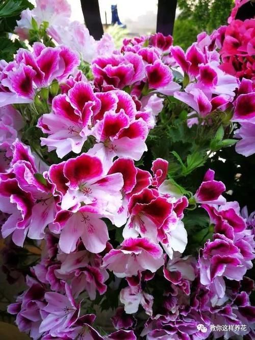 别养绿萝吊兰了,3种花剪根枝,插水里能活,开花一大片!