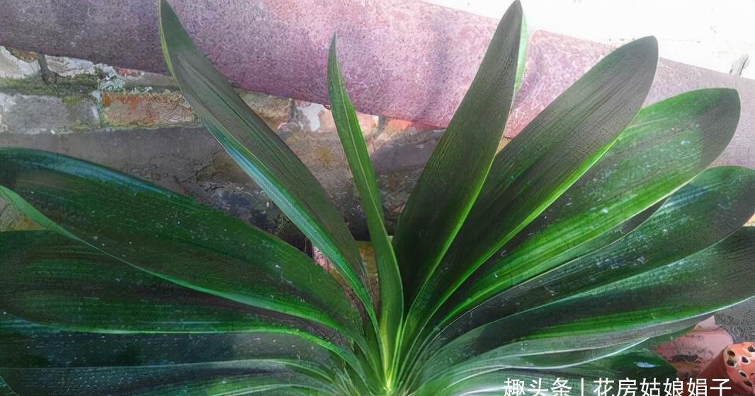 植株|君子兰在花盆里头重脚轻站不稳，别忽视，原因简单危害却很大