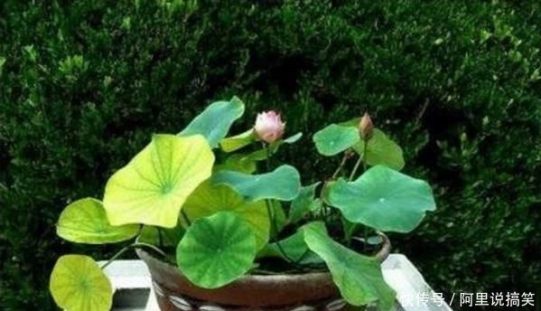 号称“养不死”的盆栽净化空气又养眼,手残党也能轻松养活
