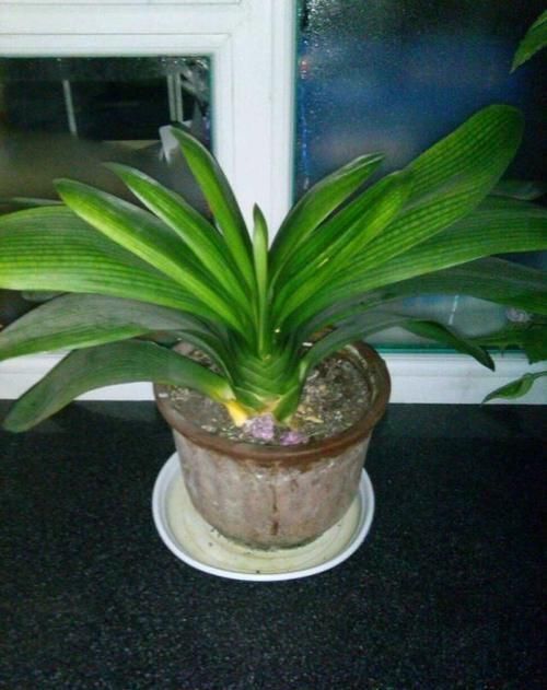 花都会|想把君子兰养好，掌握这四个方法，能开出美丽的花朵