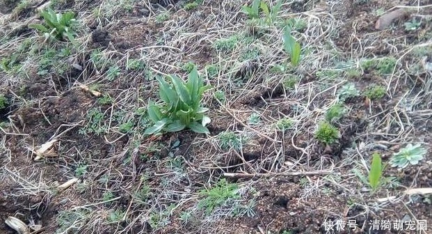 农民朋友|农村阴沟中常见野草,治多年“脚气”有良效,已经有人用来赚钱