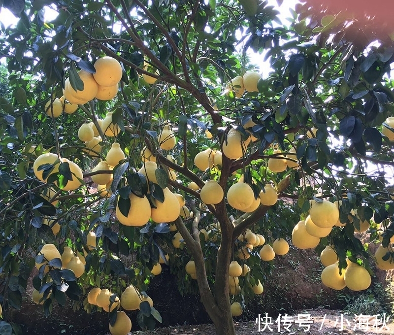 养殖|家中有院子，别傻傻的还种花草，快种上几样果树，想吃就摘