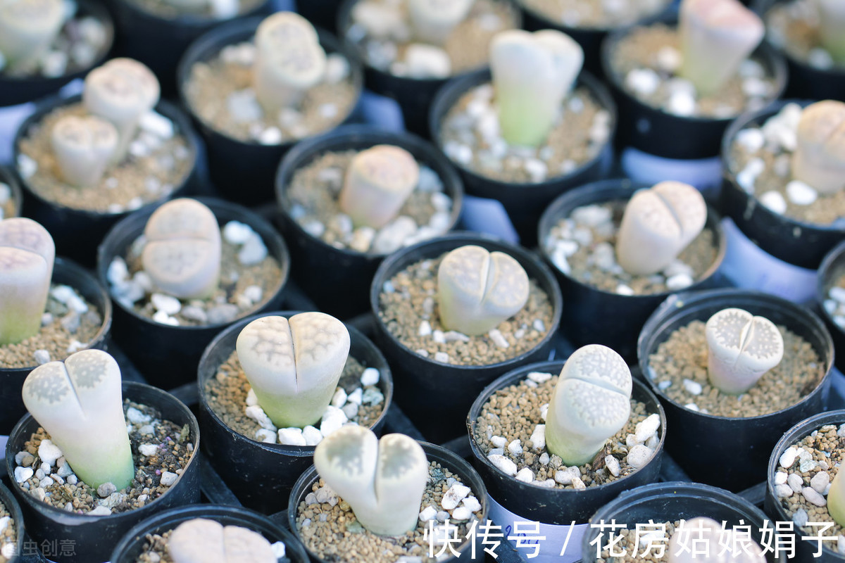 给水|生石花的3个生存实验,证实只要做好这几步,养出彩就这么简单